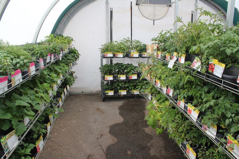 A Greenhouse And Garden Corner Built For Desert Growing