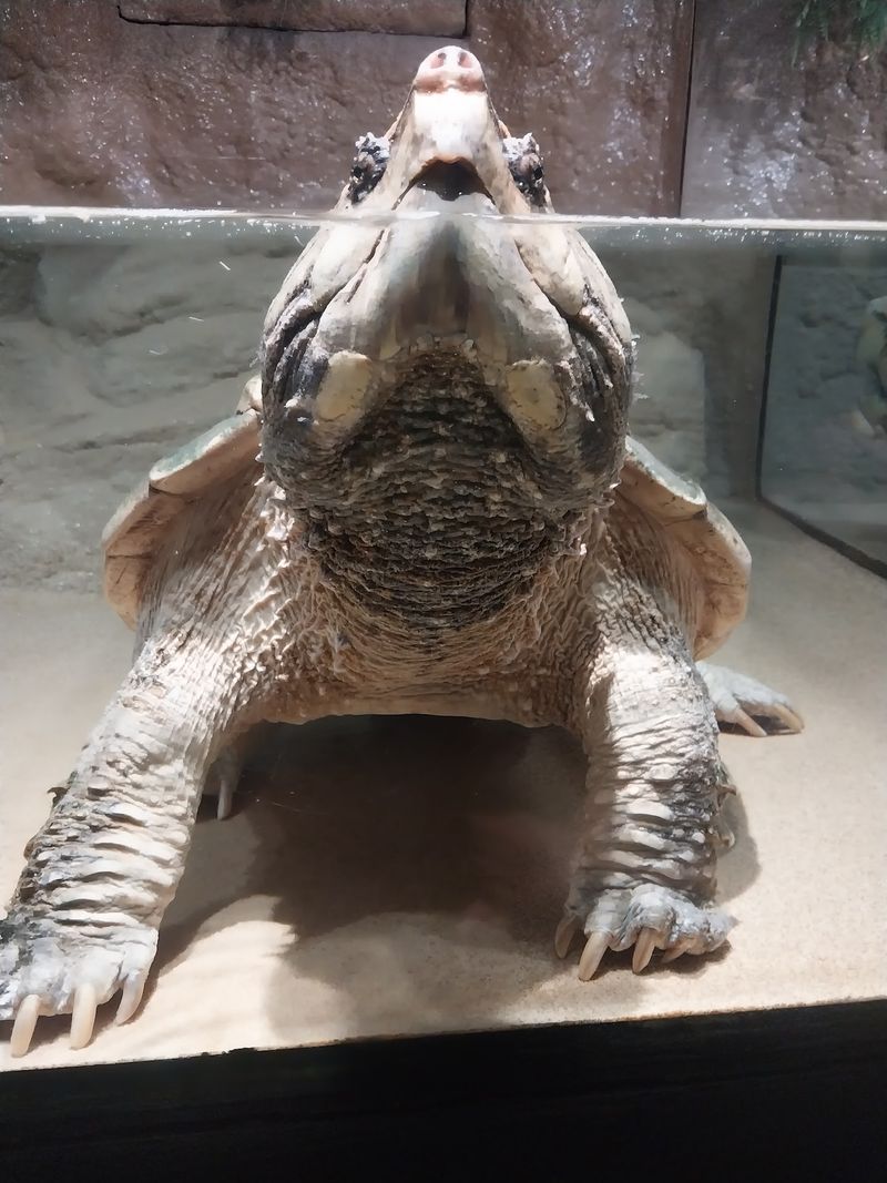 Snapping Turtles Draw More Attention Than Expected