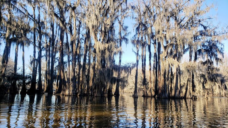 Getting Lost In The Cypress Maze