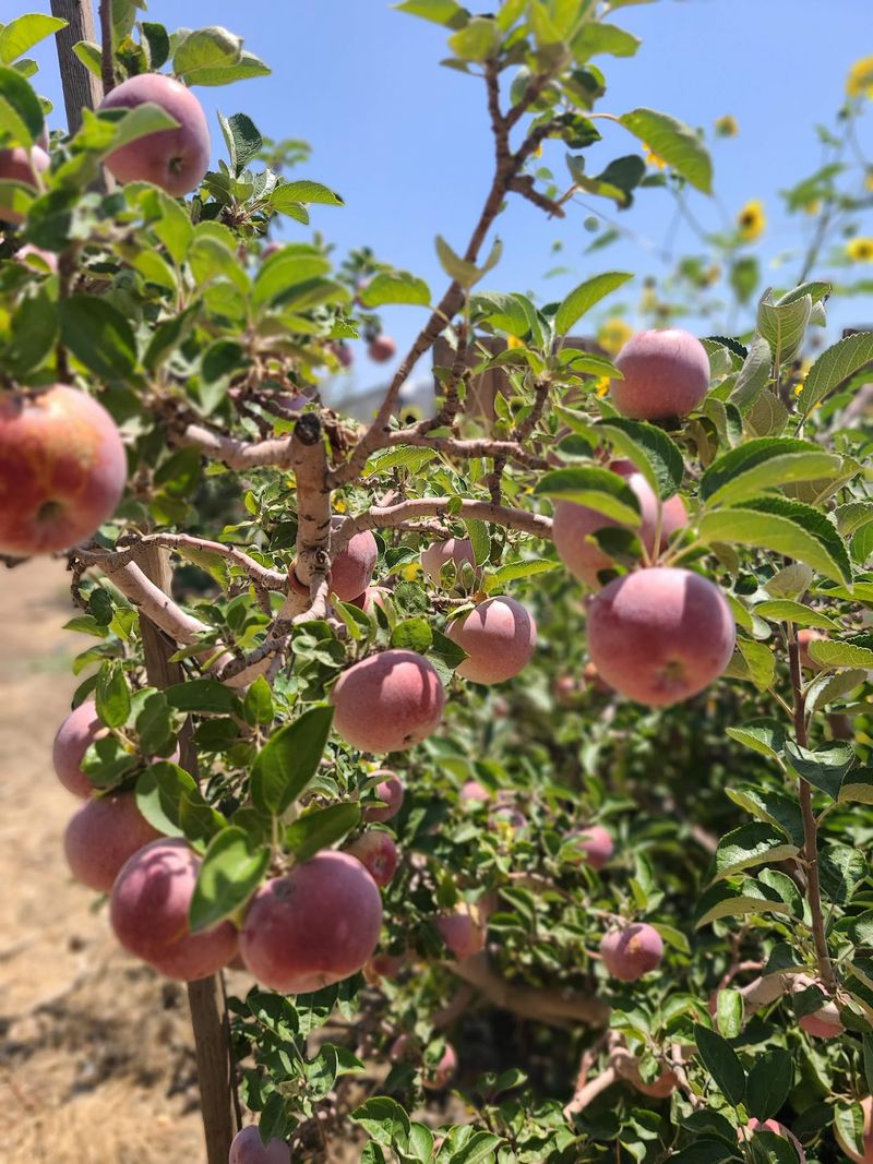 Pies, Preserves And Farm-Store Treasures