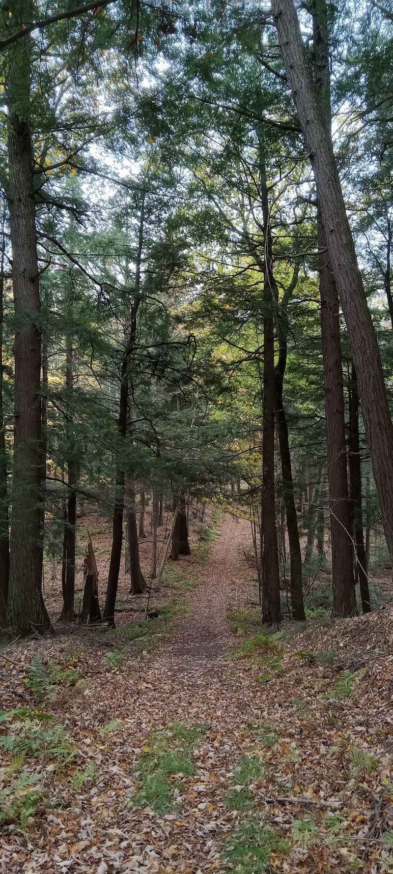Smart Habits That Keep An Old Forest Healthy