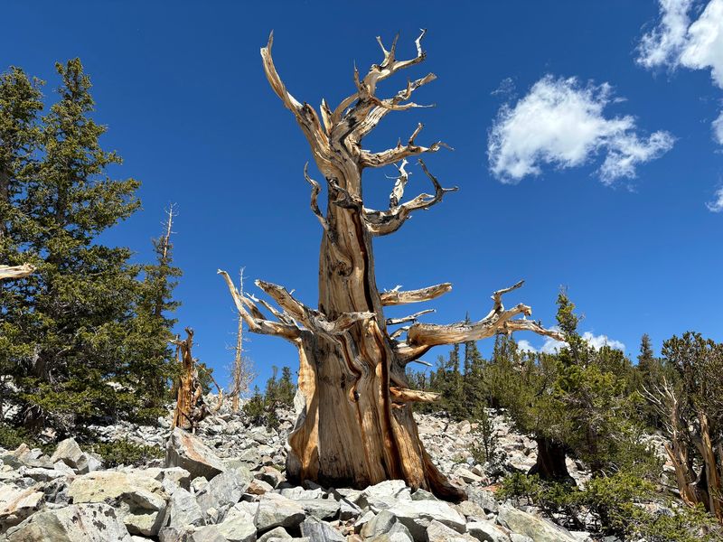 A Bristlecone Grove Near 10,000 Feet in Great Basin National Park