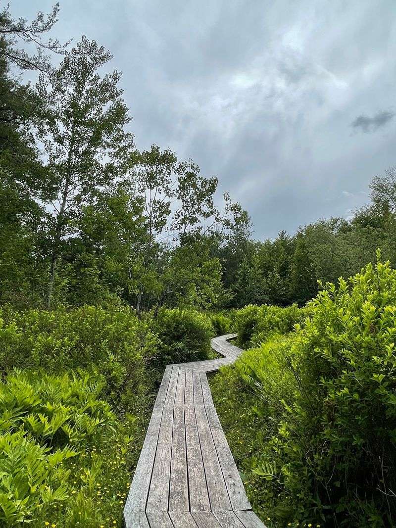 Hidden Marsh Feels Like A Storybook Page