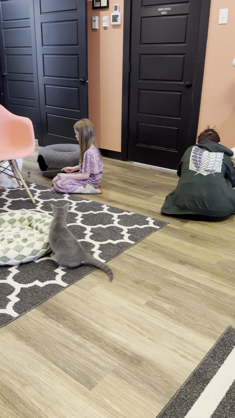 Who Fits Best In A Quiet Room Full Of Cats