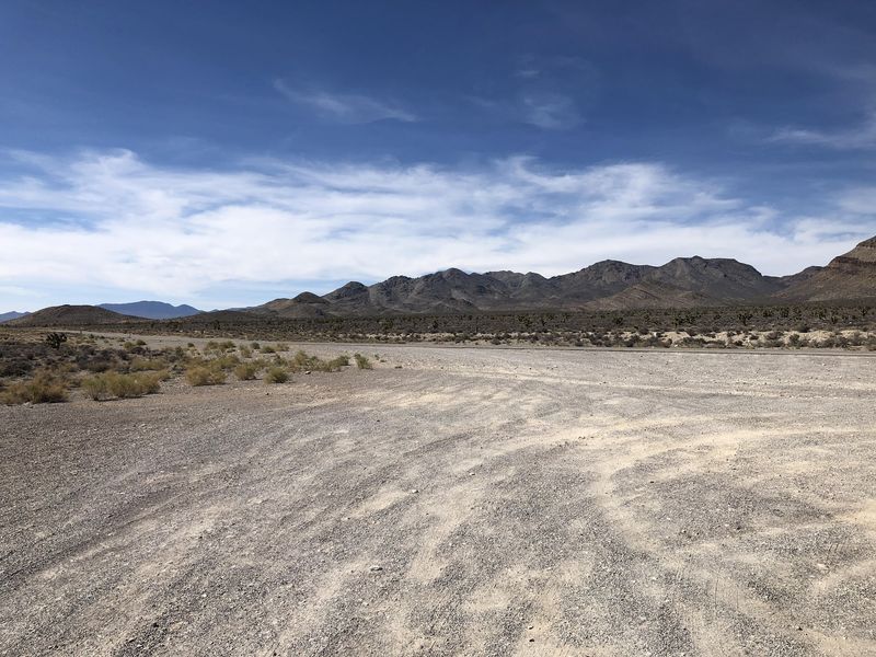 Desert Life That Refuses To Quit