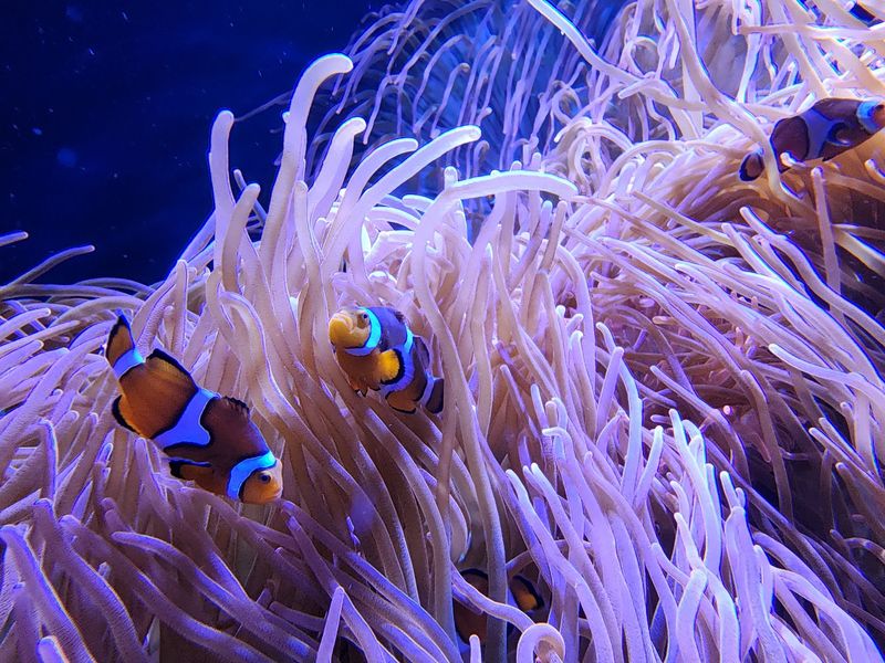 Sharks, Sea Turtles and a Clownfish Hideout