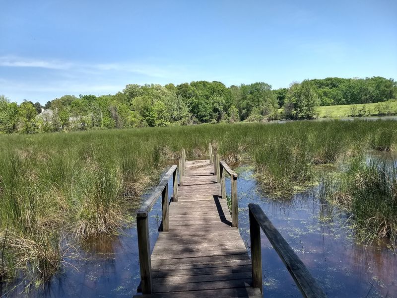 Simmons Arboretum's Swinging Bridges And Native Plants
