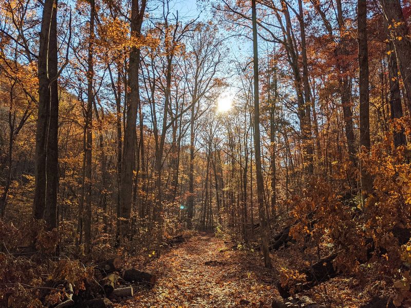 Interpretive Trail, Frozen Head State Natural Area, Wartburg