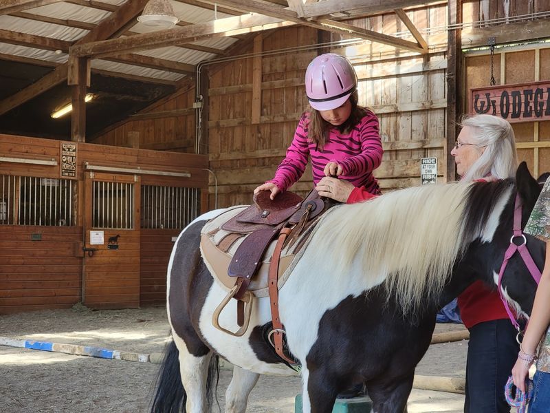 Birthday Parties Among Friendly Alpacas