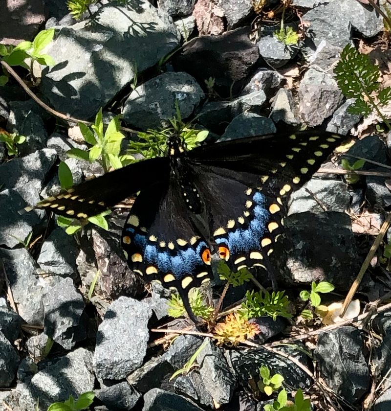 Butterflies, Candles, And Dinosaur Finds