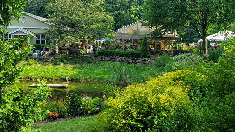 Ducks, Koi And Pond Views