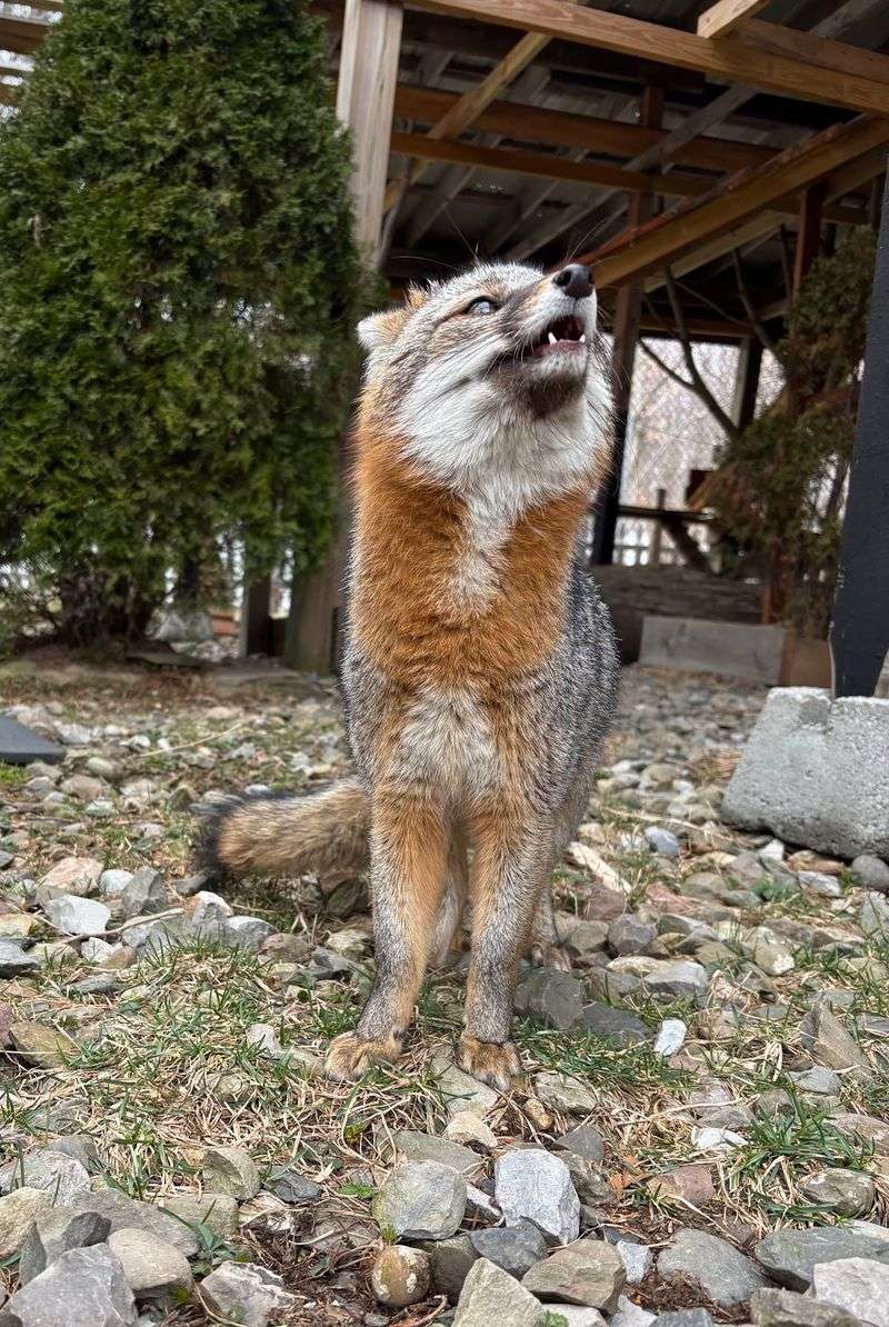 Foxes, Coyotes, And Other Residents Worth Your Time