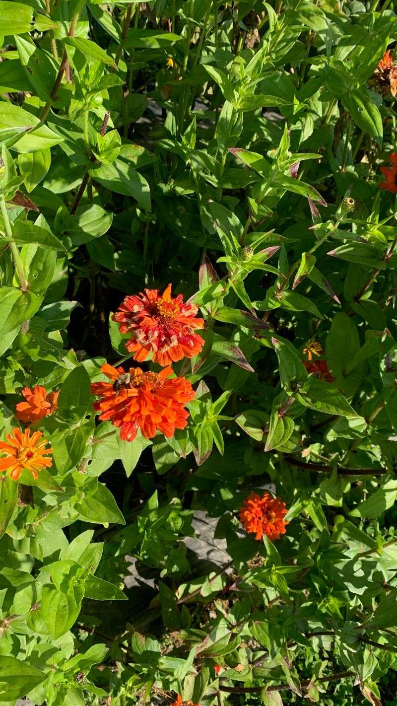 Impact Of Seasonal Changes On Local Flora