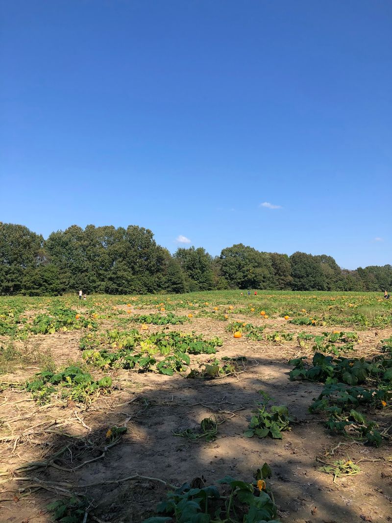 Picking a Pumpkin Straight Off the Vine