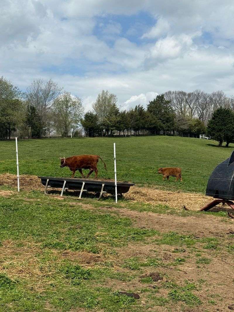 Sleep Where The Herd Grazes