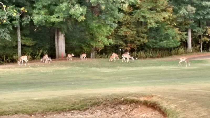 Eagles, Owls, And Deer At Dusk