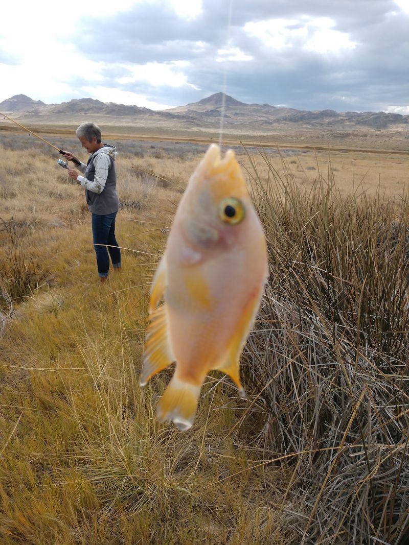 Bass, Bluegill, And A Tilapia Twist