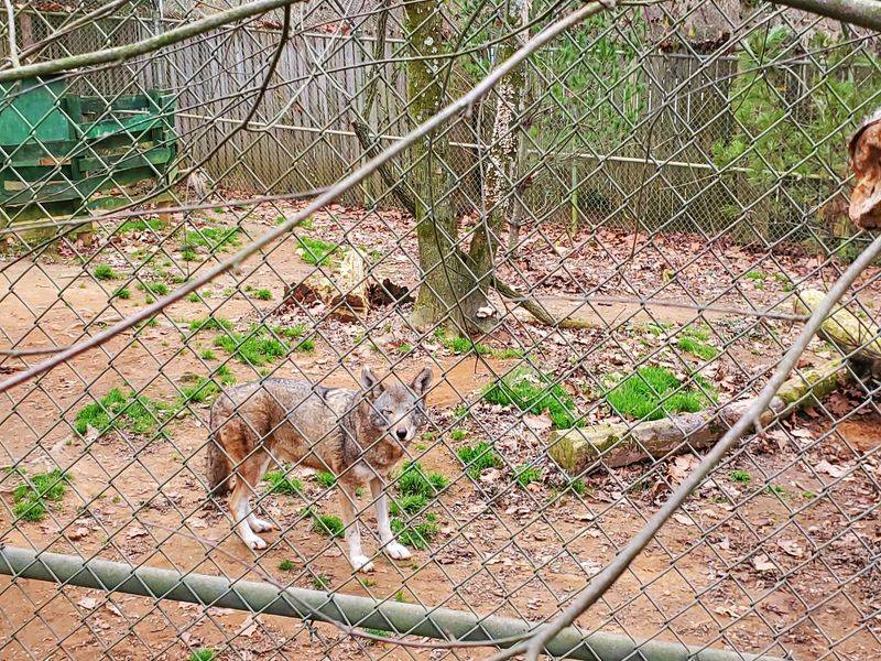 Red Wolves Howling At The Base Of Lookout Mountain