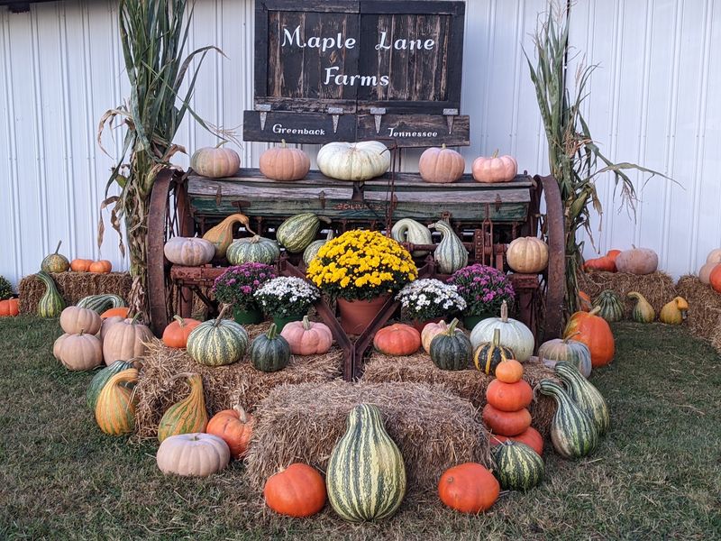 Maple Lane Farms Corn Maze And Fall Festival At Maple Lane Farms