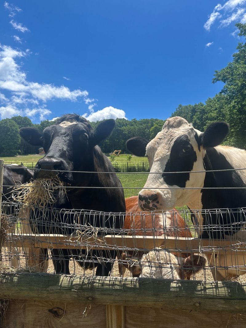 Safe Haven Farm Sanctuary, Poughquag, NY