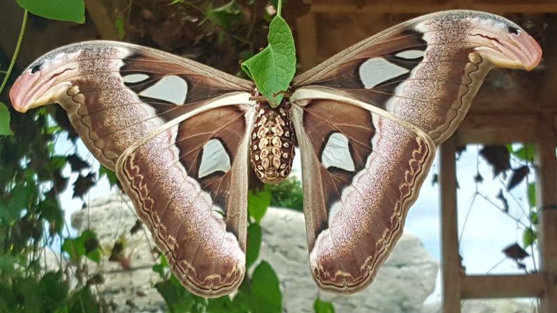 Metamorphosis Behind the Chrysalis Lab Window