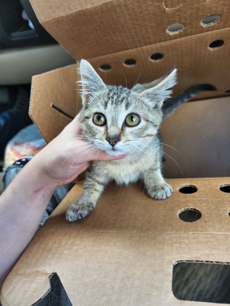 How Adoption Works Here