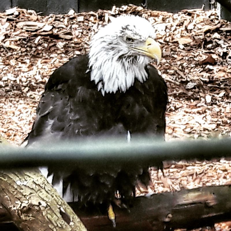 A Preserve Where Rare Pines Meet Rescued Raptors