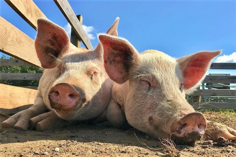 Woodstock Farm Sanctuary, High Falls, NY