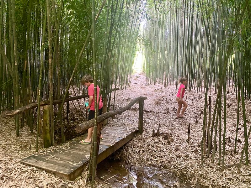 Barnyard Animals And A Bamboo Forest