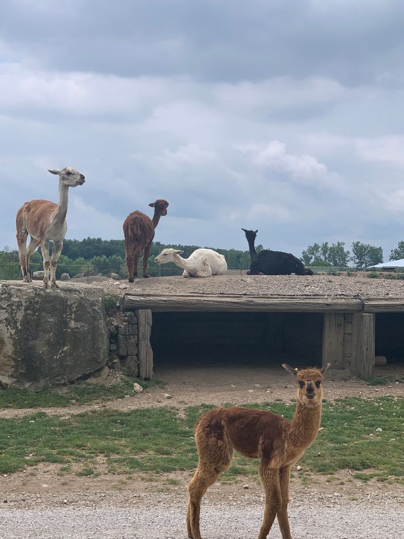 Camel Rides And Other Add-On Adventures