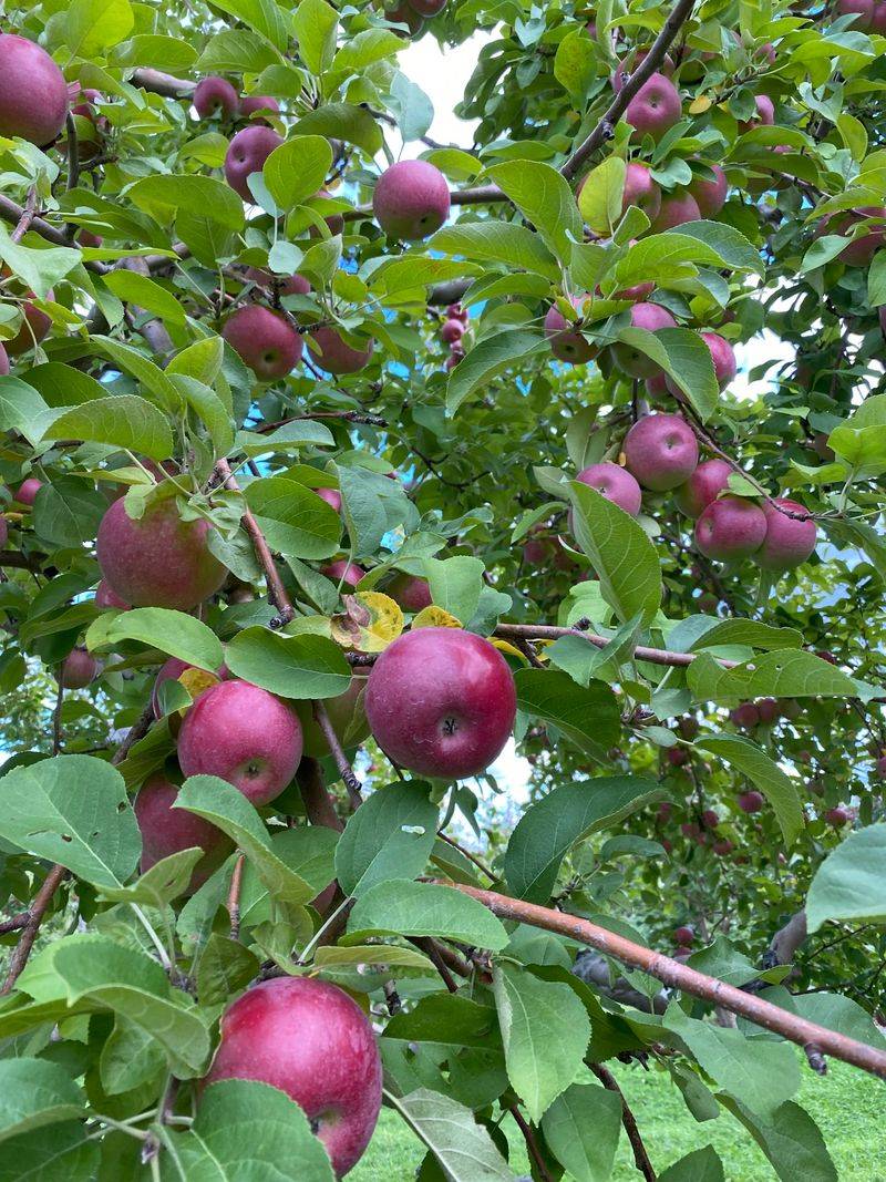 U-Pick Apples Under Adirondack Skies