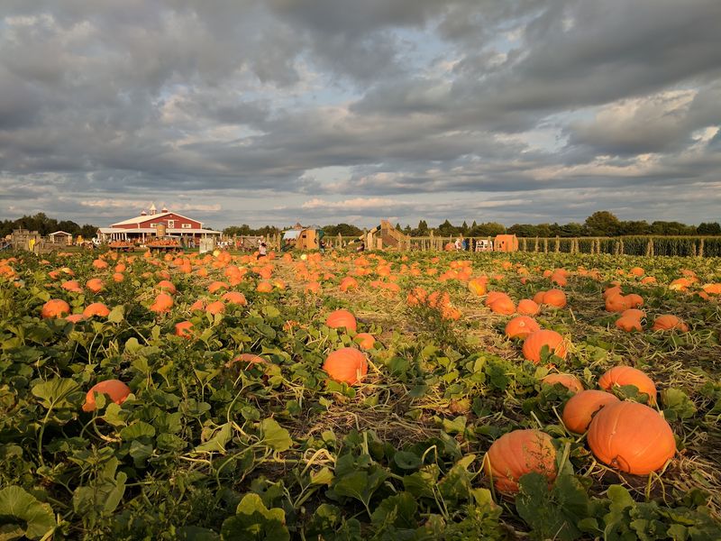 Meet Hank's Pumpkintown In Water Mill