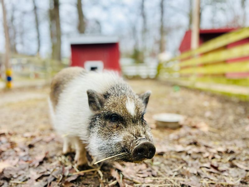 Second Chances For Animals With Nowhere Left