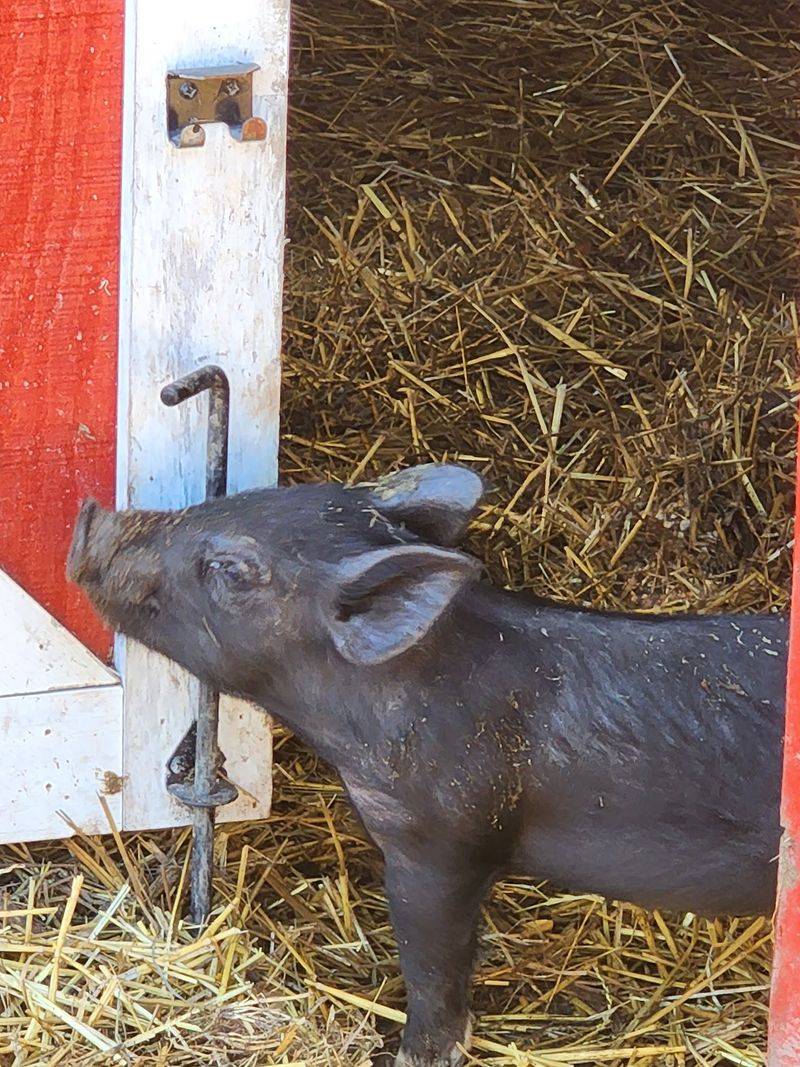 Farm Animals Up Close At The Petting Area