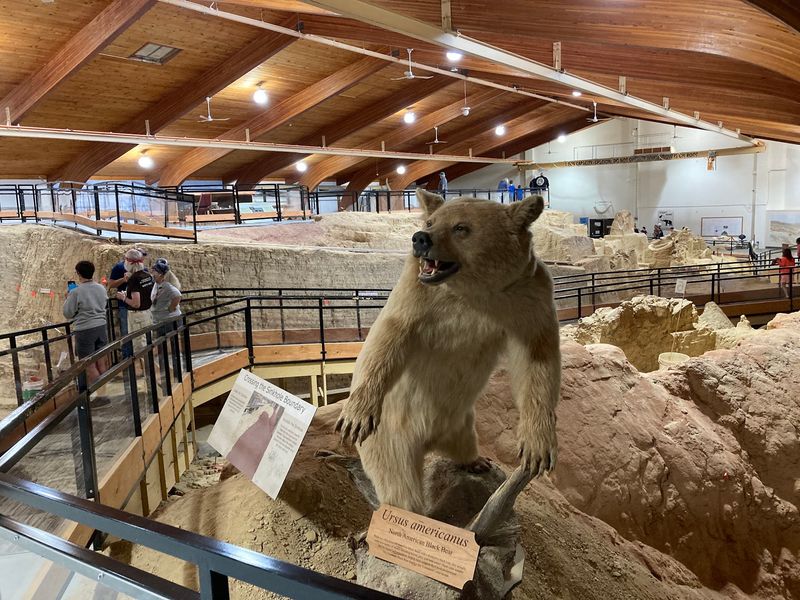 Bears, Camels, And Tiny Critters Too