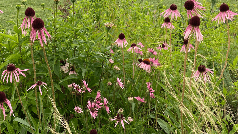 Restoration Work, Native Plants And A Name With A Story