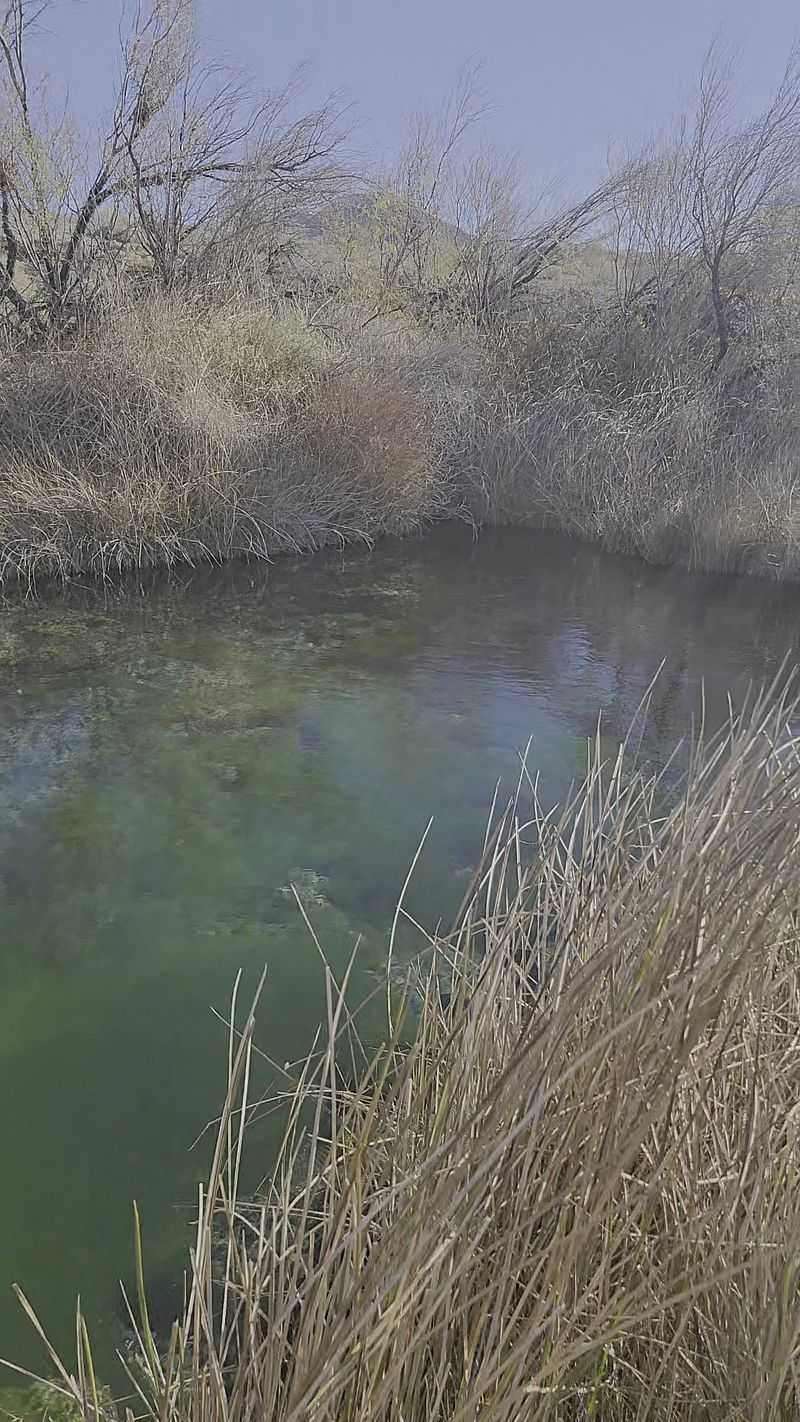 Pupfish, The Refuge's Most Famous Residents