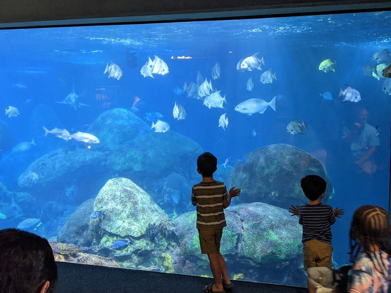 Touch Tanks, Diver Chats And Daily Programs
