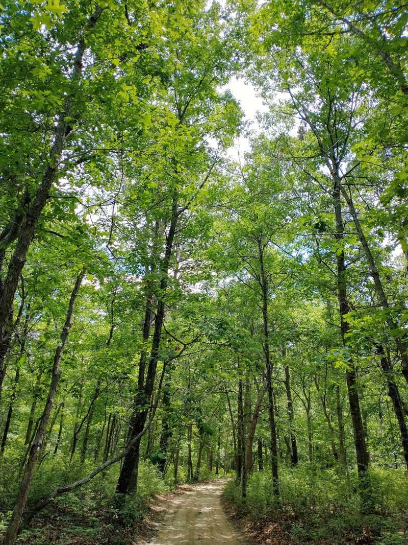 Sugar Sand, Pitch Pines, And A Million Protected Acres