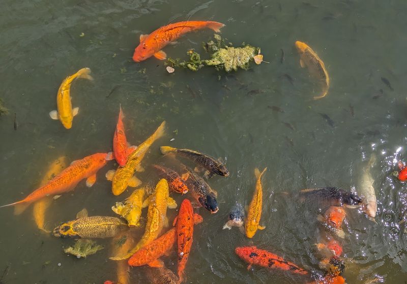Petting Zoo, Koi Pond, And Parakeet Encounters