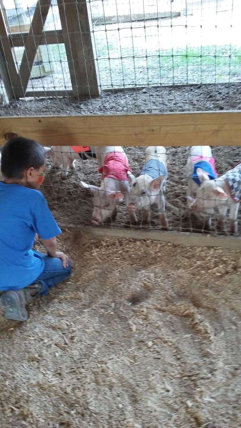 Animal Park Meetings And Pig Races