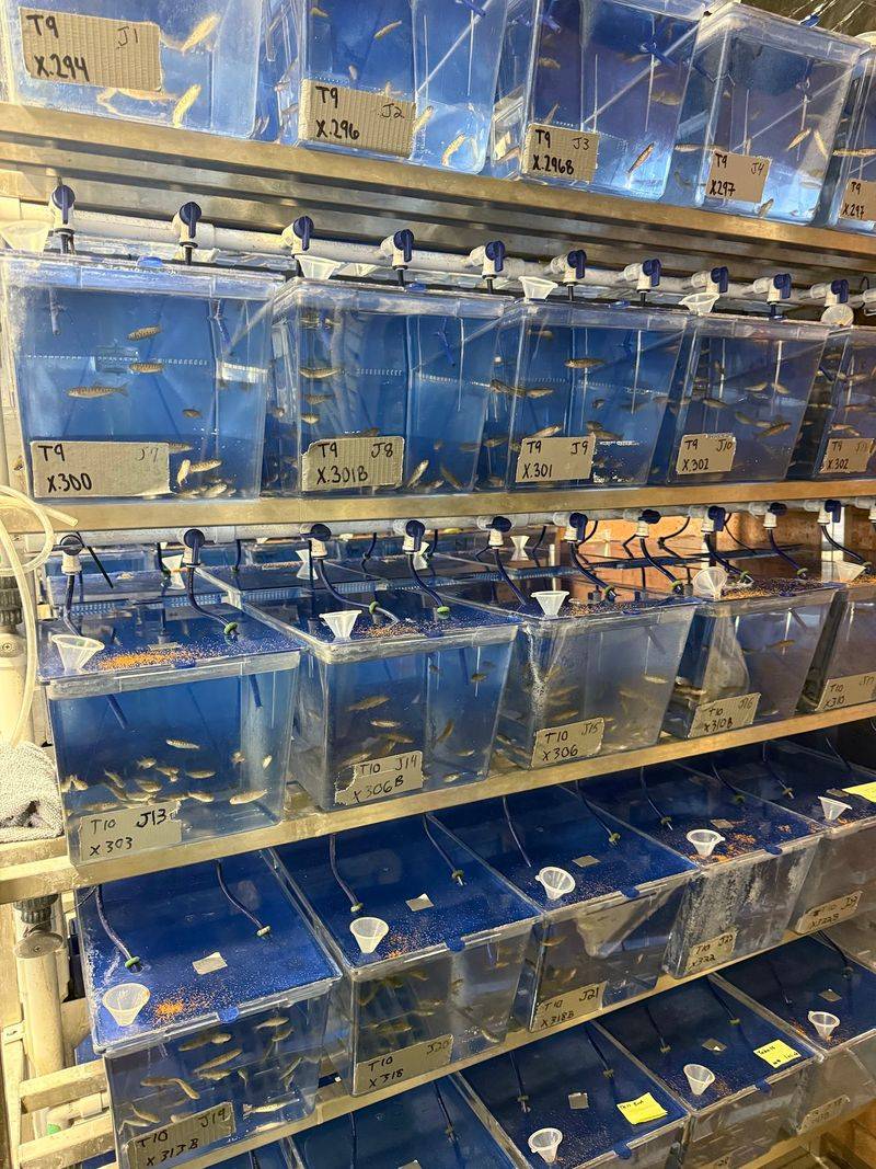 What the Hatchery Sends Downstream