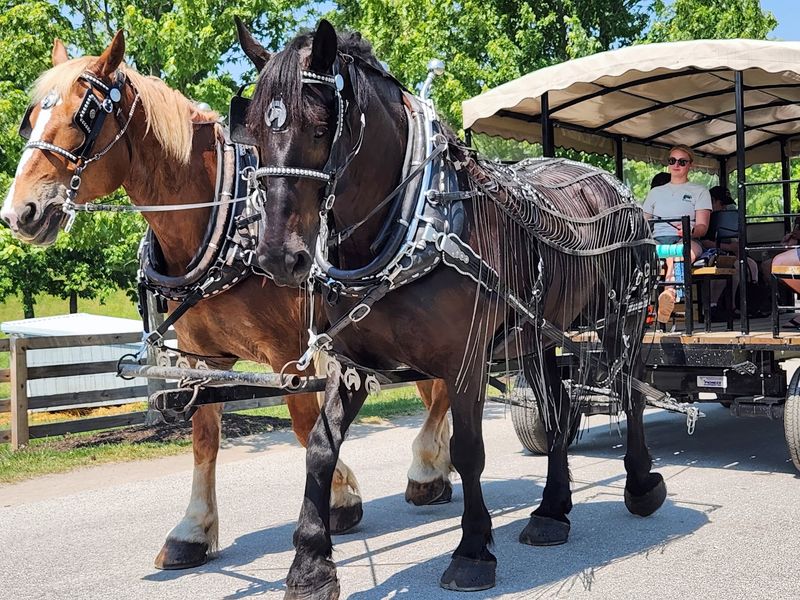 Wagon Rides Behind Draft Horses