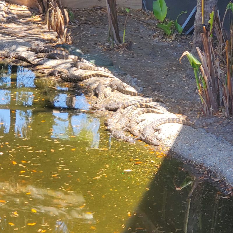 Gator Lagoon Keeps Kids Busy Before Food Arrives