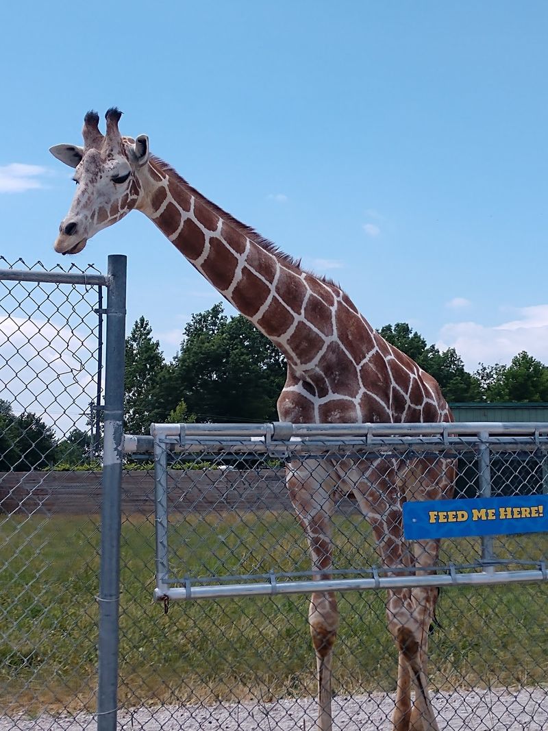 Feeding Giraffes From An Eye-Level Platform