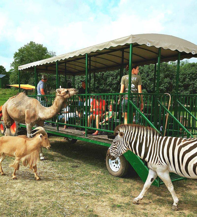 Wagon Rides With Buckets Of Feed