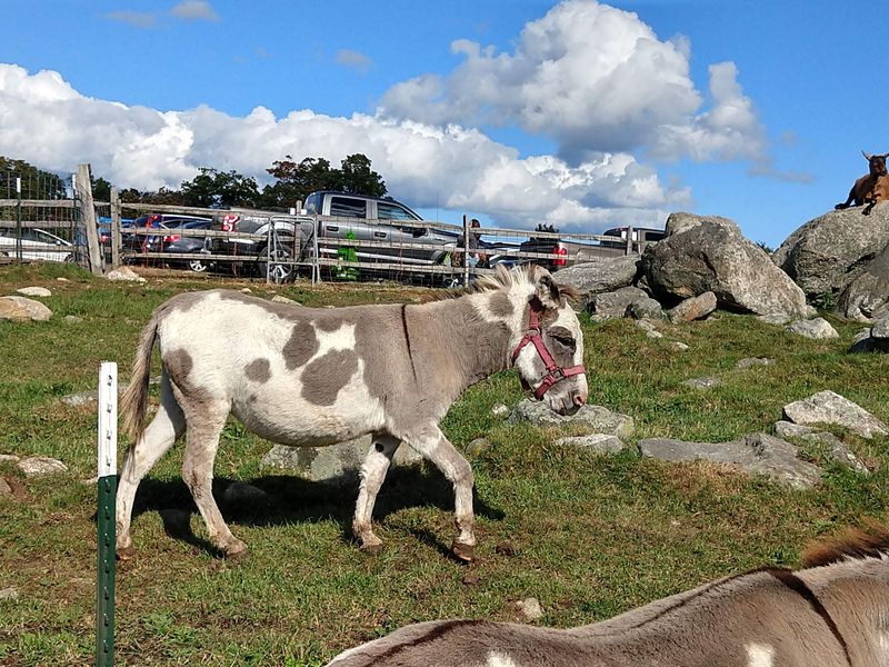 Goats, Pigs, Donkeys And A Whole Barnyard Crew