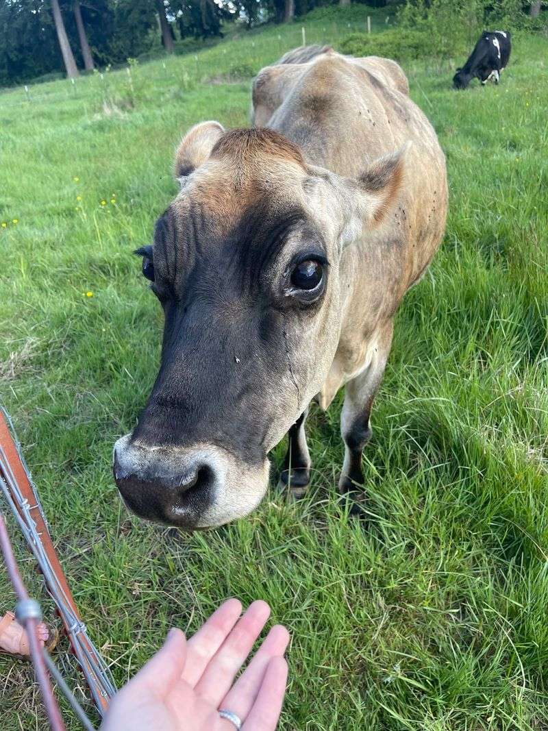 Gentle Giants With Big Stories