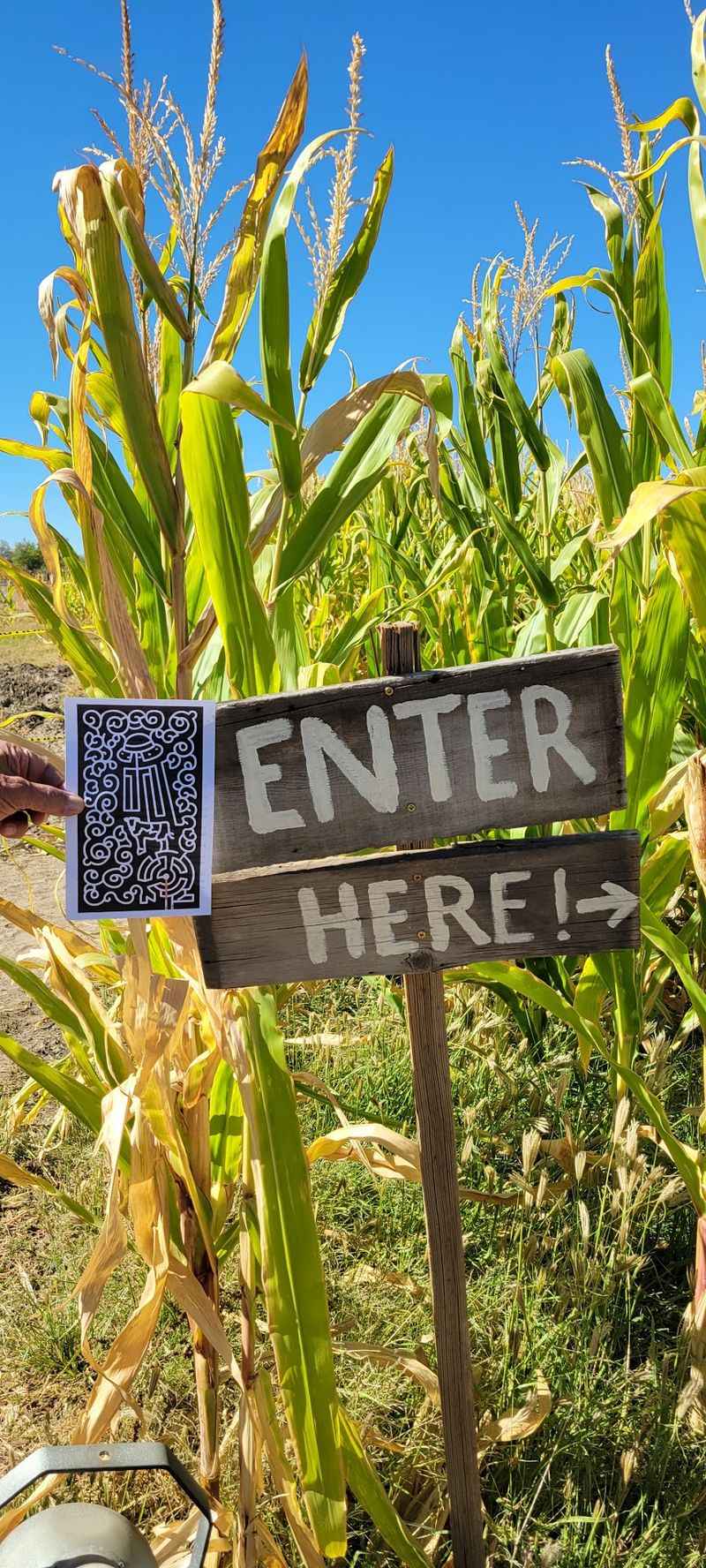 Getting Cheerfully Lost In The Corn
