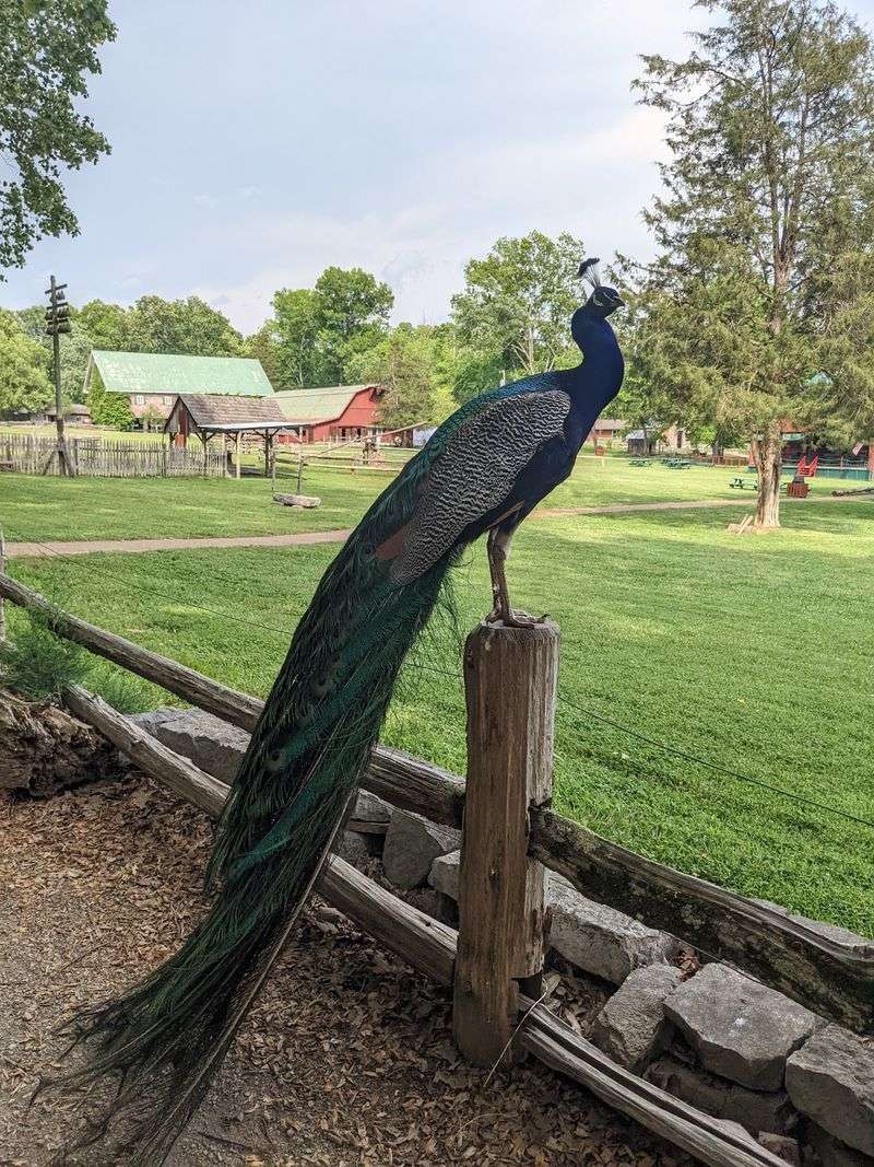 Peacocks, Goats, and the Free-Range Welcoming Committee